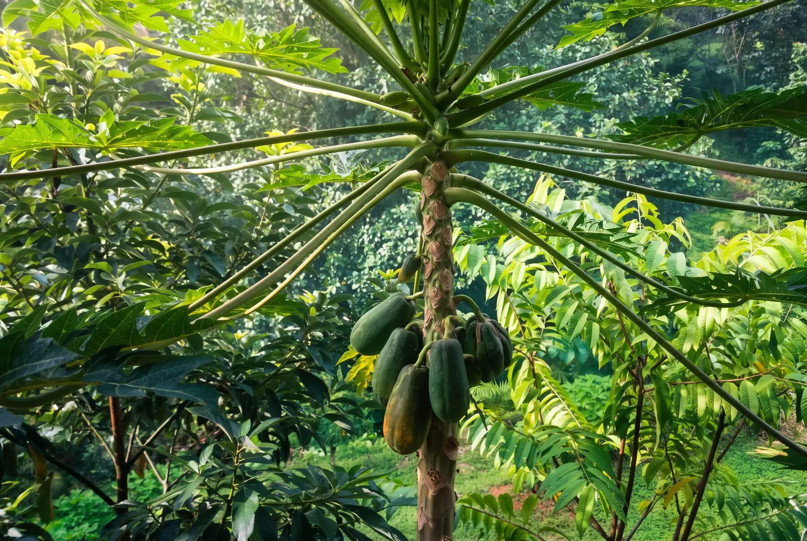 The food forest