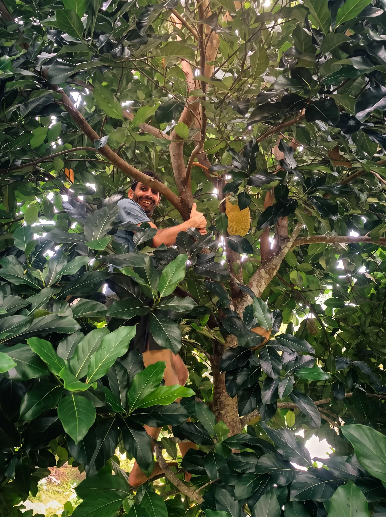 Jackfruit season